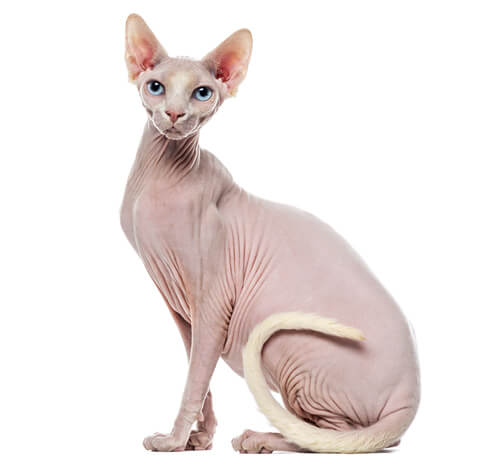 www.purina.co.nz